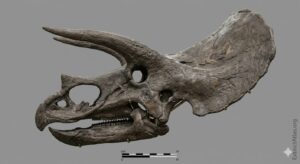 Lateral view of a fossilized Triceratops horridus skull (Specimen YPM 1820) featuring a large solid frill, elongated brow horns, and a scale bar, presented against a neutral grey background.