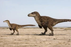 Photorealistic side-by-side comparison of Velociraptor and Deinonychus showing clear size difference, with Velociraptor smaller and gracile with a narrow skull, and Deinonychus larger with a deeper, more robust head and heavier build