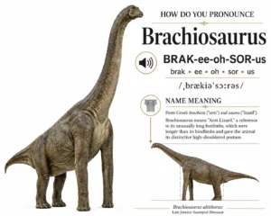 Pronunciation infographic for Brachiosaurus altithorax showing a photorealistic reconstruction, phonetic pronunciation guide, syllable breakdown, name meaning, and anatomical comparison explaining why the dinosaur's name means “arm lizard.”