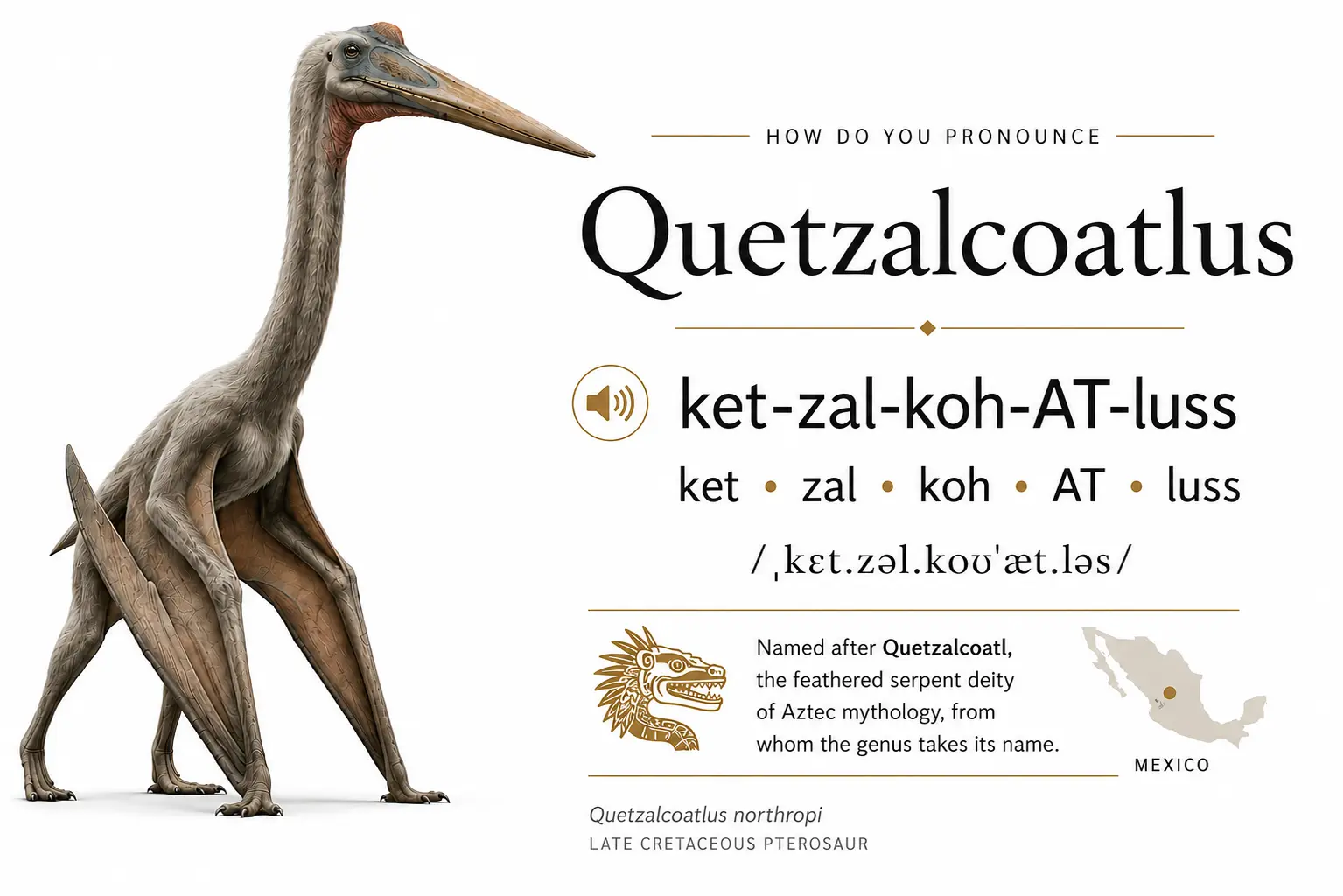How to pronounce Quetzalcoatlus infographic showing phonetic spelling, IPA pronunciation, etymology, and scientific reconstruction of the giant pterosaur