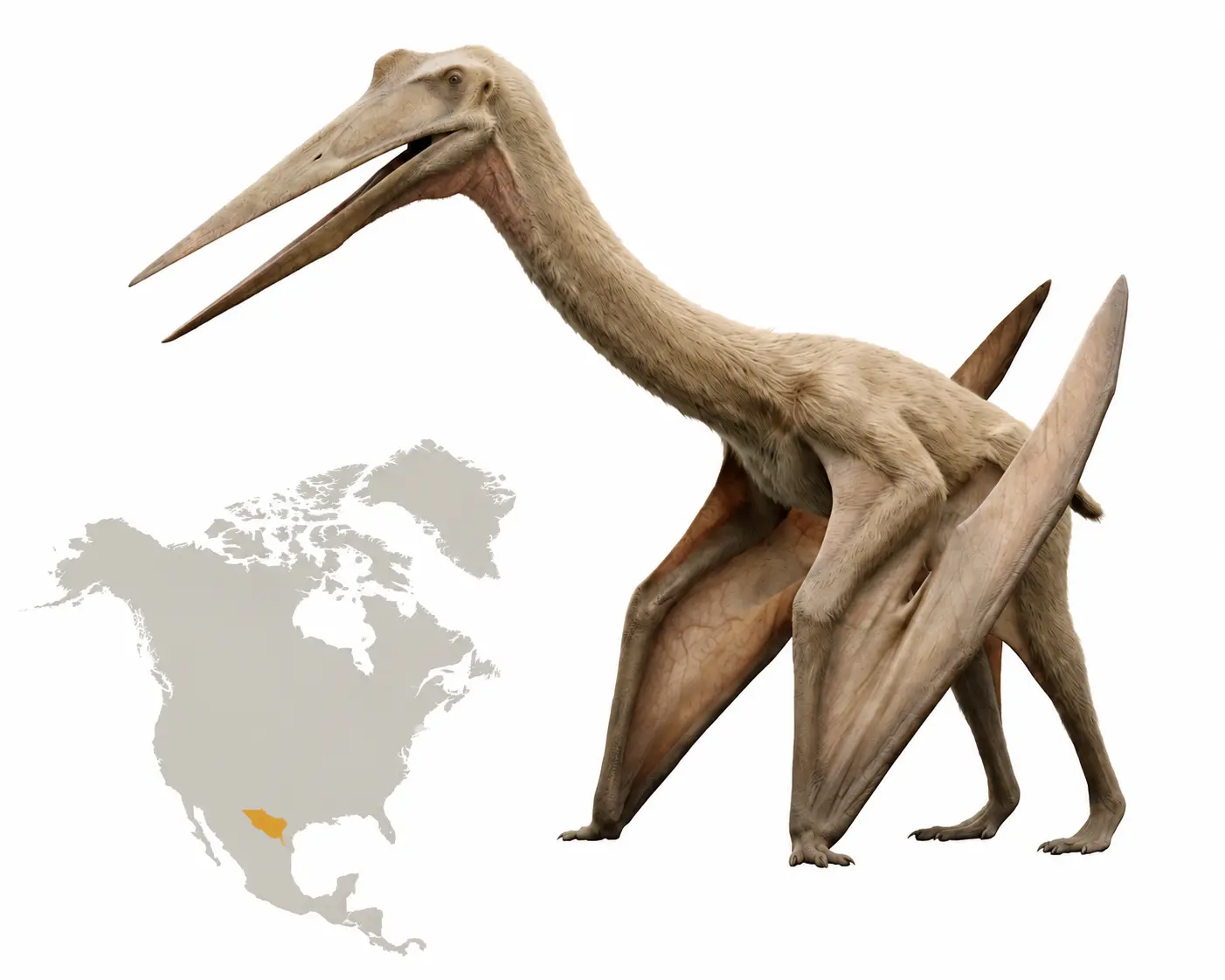 Geographic range illustration of Quetzalcoatlus northropi showing a photorealistic reconstruction beside a North America map highlighting the fossil discovery region in Texas
