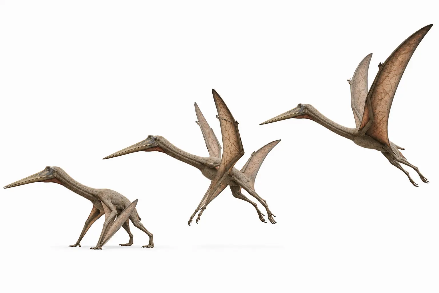 Photorealistic reconstruction of Quetzalcoatlus taking off via quadrupedal launch across a Late Cretaceous Javelina Formation floodplain in prehistoric Texas.