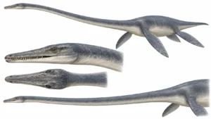Elasmosaurus platyurus reconstruction showing its exceptionally long neck, streamlined body, four flippers, and detailed head views from multiple angles.